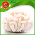 Organic Cultivated Mushroom healthy Jade white Mushroom